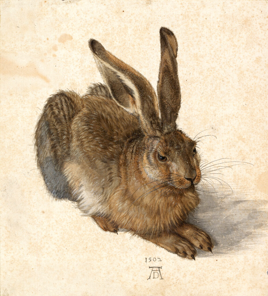 アルブレヒト・デューラー《野うさぎ》1502年 透明水彩・紙